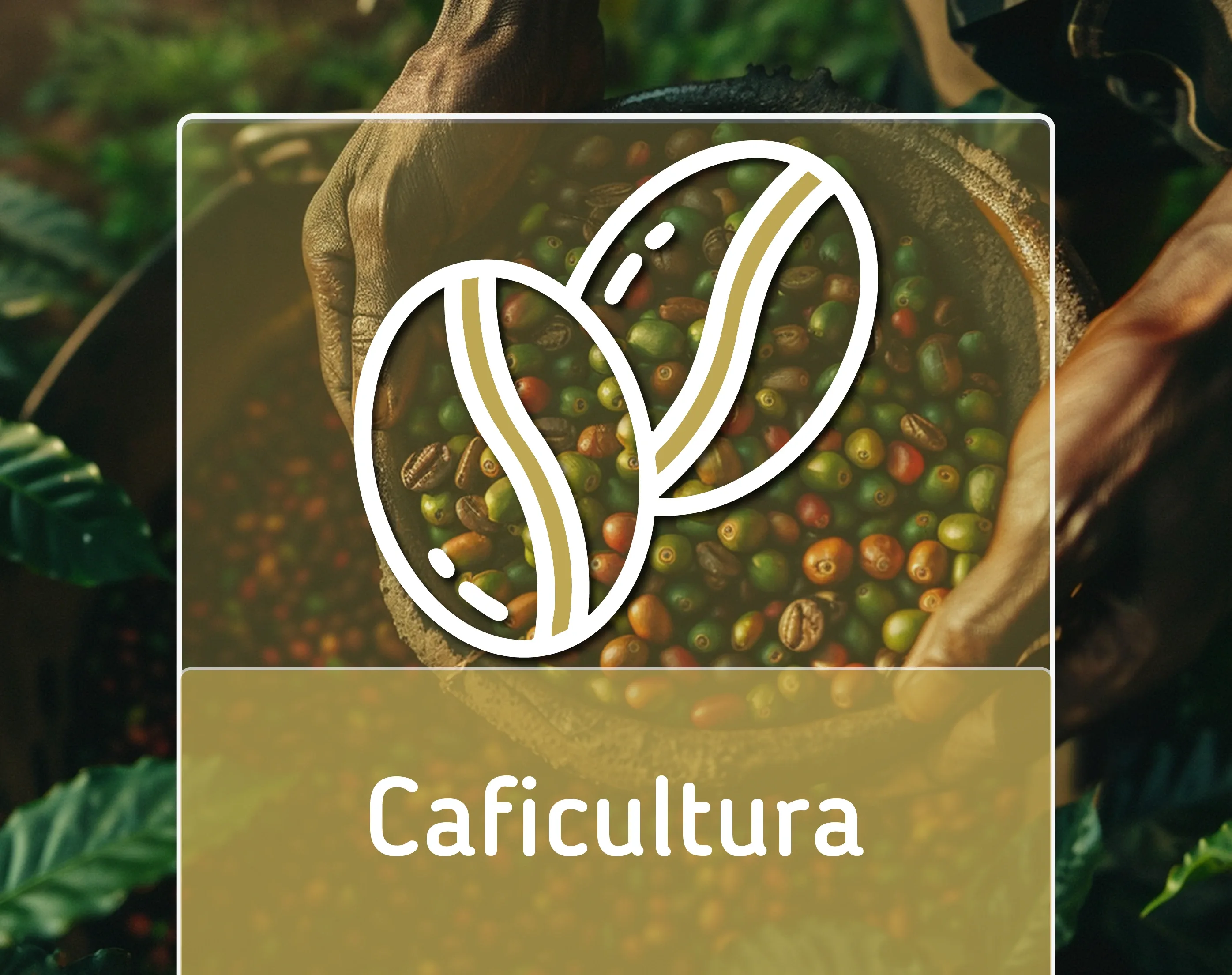 Caficultura